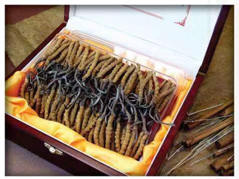 新津冬虫夏草回收